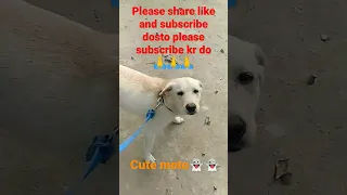 🥴Labrador dog in cream colour cute video#Labrador puppy hand shake video#barking #Dogs#viveka#Shorts