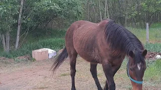 Találtunk egy lovat ! Nem adta könnyen magát