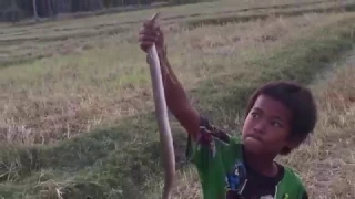 Как поймать змею в Камбодже, но Удивительные поймать большую змея с голыми руками