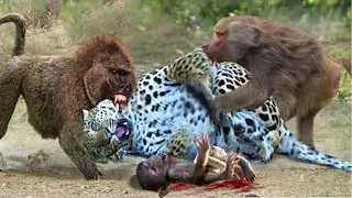 Crazy Moments! Angry Baboon Herd Attacks Crazy Leopard To Rescue Baby Baboon From The Hunt