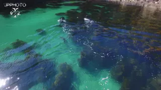 Aerial footage of Orca hunting stingray around Great Mercury Island, New Zealand.