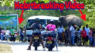 The wild elephant attack that moved the heart beyond belief.No human lives were harmed