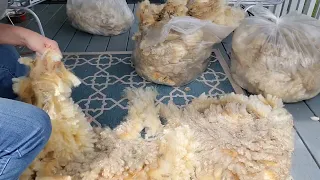 Skirting a sheep fleece for spinning yarn @orchardcottagefarm.com