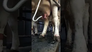 Як Засушують Корови