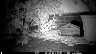 Vicious Hedgehog Fight in Mansfield UK 230721