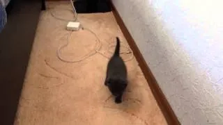 Котята учатся ходить