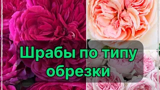 Мой опыт разделения роз- шрабов по типу обрезки . Делитесь своим опытом в комментари.