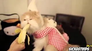 Cat Compilation March 2013 Top 10 Countdown Funny Cat Videos) 3gp