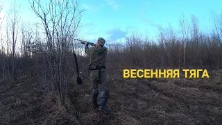 ВЕСЕННЯЯ ОХОТА НА ВАЛЬДШНЕПА! НА ВЕЧЕРНЕЙ ТЯГЕ.