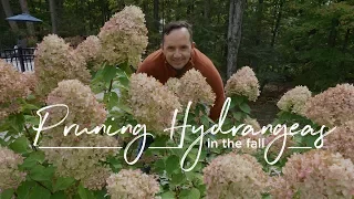 When to Prune your Hydrangea
