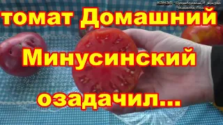 Все Минусинские супер томаты, но Домашний оказался скупым