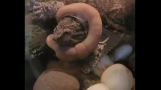 Baby Turtle vs Huge Earthworm / Warning Live Feeding
