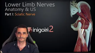 LOWER LIMB NERVES ANATOMY & US (PART I): SCIATIC NERVE