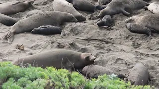 Activities of elephant seals at the beach - San Simeon, February 2023