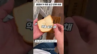 예? 강아지한테 약 먹이려던 주인의 최후 ㄷㄷ