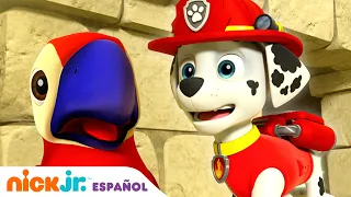 PAW Patrol, Patrulla de cachorros | Los cachorros salvan a un loro | Nick Jr. en Español