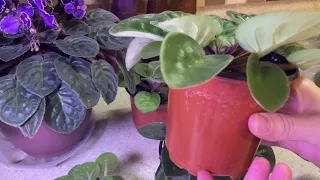 Update on the African Violets I grew from seeds.