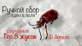 Так вот как их ловить ! Методы охоты на Жуков РУЧНОЙ СБОР.