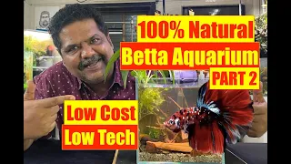 How to Start Right | Betta Aquarium | Beginners Betta Fish Tank | Mayur Dev Aquascaper | PART TWO 4K