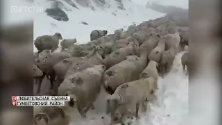В Дагестане начали перегон скота на летние пастбища
