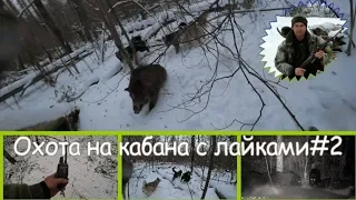 Охота на кабана с лайками#2 Wild boar hunting with laikies