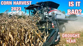 First Day of Corn Harvest 2023 in our Gleaner Combine