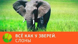 Слоны. Все как у зверей | Живая Планета