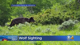 Possible Wolf Sighting In Northern Colorado Sparks Debate