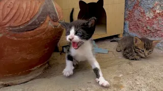 The angry kitten tried to get me away from her brothers by defending them.