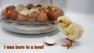 I was born in a bowl - Automatic chicken incubator