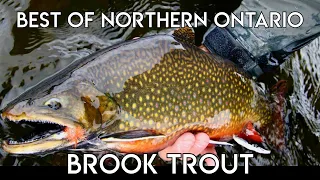 Best Of Brook Trout in Northern Ontario