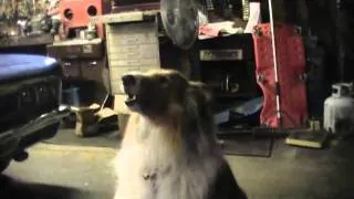 howling collie