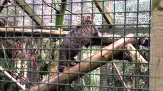 Female Scottish wildcat at the Highland Wildlife Park