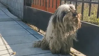 Abandoned dog was living at the streets in an unbelievable bad  condition.