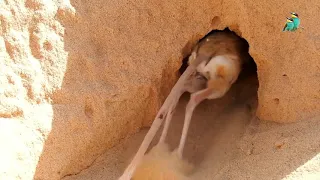 Watch the jerboa(Dipodidae) dig his hole