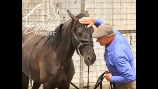 Equine Affaire Educational Program - Monty Roberts performs Join-Up with a Wild Horse