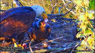 Little Miami Conservancy Bald Eagle- Bette & Baker - Karmienie LM5🐥🌹🍀LM6🐥🌹🍀LM7🐥🌹02/05/2024