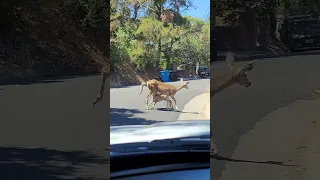 baby  deer eating.