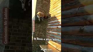 Las Cabras son Animales muy Ágiles y Con Mucho Equilibrio!