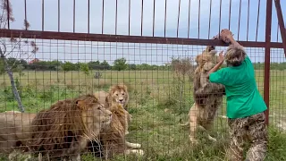 Чем быстрей молодая львица ВЫБЕРЕТ СЕБЕ ЛЬВА, тем лучше!