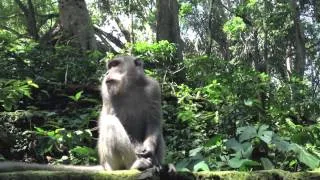 Monkey Forest - Лес обезьян в Убуде