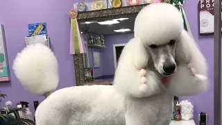 The Poodle Miami Clip