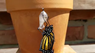 Monarch Butterfly Ecloses from Chrysalis - close up