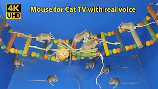 Cat Games - Video for Cats To Watch Mice on Ladder - Cat Entertainment Video - 4k UHD