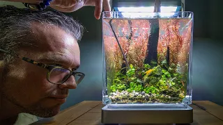 Relaxing 6 month Low Tech Nano Tank Update and Anubias Mini Coin Tutorial (4K)