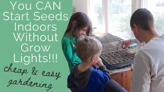 You CAN Start Seeds Indoors Without Grow Lights | Simple and Cheap Methods for Starting Your Garden