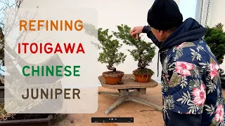 Refining some Itoigawa Juniper Shohin Bonsai