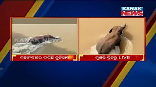Tusker Gets Struck Near Mundali In Cuttack, Some Reactions  | Odisha |