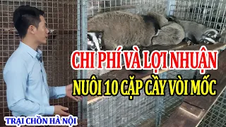 Chi Phí Và Lợi Nhuận Khi Nuôi 10 Cặp Chồn Mốc Lớn "Cầy Vòi Mốc" Là Bao Nhiêu? Trại Chồn Mốc Hà Nội