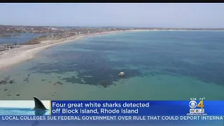 4 Great White Sharks Detected Near Block Island, Rhode Island